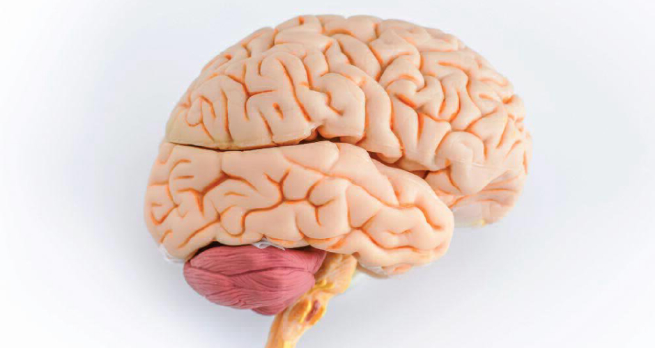Головной мозг человека | Поликлиника «Медицинский комплекс – Елец»
