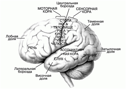 Человеческий мозг как продукт эволюции