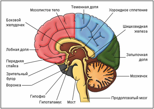 Строение мозга у человека
